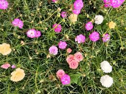 Bunga pukul empat salah satu tanaman favorit saya di halaman rumah. Smartgrow Agro Jom Cantik Kan Halaman Rumah Pokok Bunga Kembang Pukul 10 Rose Jepun