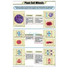 Maybe you would like to learn more about one of these? Plant Cell Mitosis Chart India Plant Cell Mitosis Chart Manufacturer Plant Cell Mitosis Chart Suppliers And Plant Cell Mitosis Chart Exporters In India