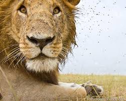 Close Up Photos Of Wild Lions Captured With An Armored Beetlecam Life Of Lion Lions Photos Animals