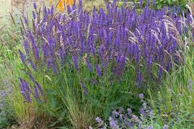 Image result for Salvia
