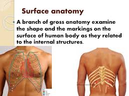 Ribs eight to ten are the false ribs and are connected to the sternum indirectly via the cartilage of the rib above them. 7 Surface Anatomy Flip Book Pages 1 15 Pubhtml5