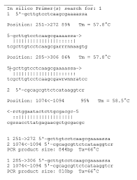 From in and silicon (from latin silex (flint, pebble, stone; In Silico Pcr Wikipedia