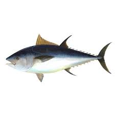 Main characteristics of tuna fish or thunnus. Tuna Fish Packaging Type Moisture Proof Rs 135 Kilogram Mor Aqua Fresh Id 15058391997