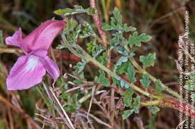 Image result for Dicerocaryum senecioides