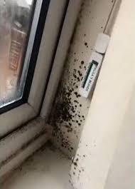 It is sometimes very obvious but other times it blends in with other dust and debris that collect in the window tract. Woman Uses Poundland Spray To Get Rid Of Nasty Mildew Stains On Window Sill In Just Four Minutes Lifestyle World News