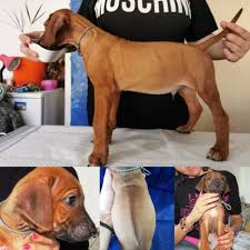 Our puppies are raised inside our homes, where they get a ton of attention from friends, family and the rest of our gang. Shumba S Progeny Litter September 2019 Shumba X Dona