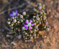 Image result for Raphionacme hirsuta