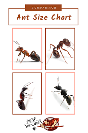 Ant Size Chart And Comparison Information And Facts In 2020 Different Types Of Ants Types Of Ants Get Rid Of Ants