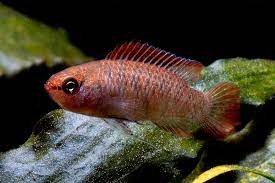 Dario dario cantante de musica popular en colombia manager santosyesid cel 3102603410. Scarlet Blaubarsch Dario Dario Aquarium Onlineshop Aquascaping Zwerggarnelen Nanofische