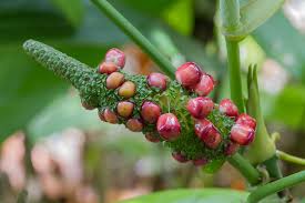 Image result for Eriosema pentaphyllum