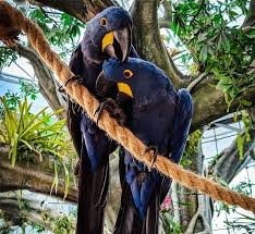 Avian Pet Care Singapore Bird Veterinary Clinic Singapore Avian Veterinarian Rainforest Birds Pet Care