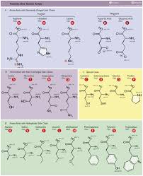 Section 1a What Is A Protein Chemistry Libretexts