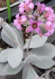 Image result for Kalanchoe pumila