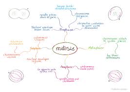 Ocr As Biology Mitosis Gcse Biology Revision Science Revision Gcse Science