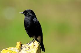 Jantan punya kemampuan vokal yang hebat dan betina cukup tenang. Mengenal Burung Decu Burung Kecil Dengan Kicauan Nyaring Pamankicau