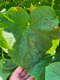 Image result for mildew on cucumbers