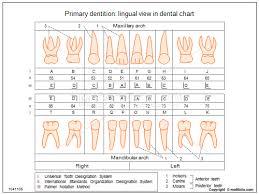 Primary Dentition Lingual View In Dental Chart Illustrations