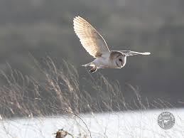 Barn Owls In Winter The Barn Owl Trust Free winter owl graphics for creativity and artistic fun. barn owls in winter the barn owl trust