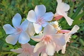 Image result for Nerium oleander