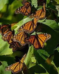 Pin En Mariposas