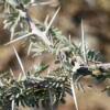 Image result for Acacia haematoxylon