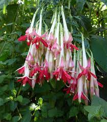 Fuschia Boliviana Alba A Sweet Nectar Is Exuded From The Base Of Each Flower If Bitten Photo Courtesy Annie S A Flores Estranhas Orquideas Flores Tropicais