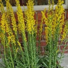 Image result for Bidens acuticaulis