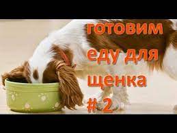 moya sobaka gotovim edu dlya shenka kak svarit pravilnuyu kashu youtube kasha eda sobaki