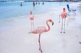 #flamingosbeacharuba #aruba #flamingos #feedflamingosrenaissance island, flamingo beach is home to aruba's famous flamingos.we checked into renaissance. Baden Mit Flamingos Das Geht Nur Am Flamingo Beach Auf Aruba