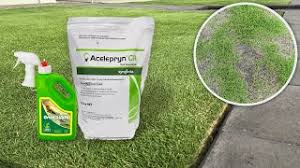Other types of common lawn grubs around the united states include the larvae of the may and june beetles, green june beetle and the black turfgrass ataenius. How To Treat Lawn Grub Attacks Lawn Solutions Australia