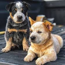 They also needed their cattle dogs to be calm, intelligent, and not prone to. Blue Heeler Border Collie Mix What You Need To Know Bordercolliehealth