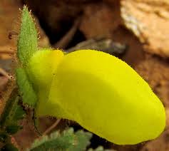 Image result for Calceolaria tripartita
