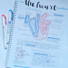 Biology The Heart Science Notes Gcse Science Biology Revision