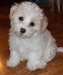 The shih tzu is an alert, lively, little dog. Shih Tzu Bichon Puppies For Sale Near Me Online Shopping