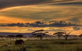 Best 52 Safari Wallpaper On Hipwallpaper Safari Wallpaper Bro Safari Wallpaper And Jungle Safari Wallpaper