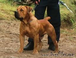 Black Boerboel Puppies For Sale In Bloemfontein Black Boerboel Google Search Mastiff Dogs Dog Breeds Mastiff Breeds