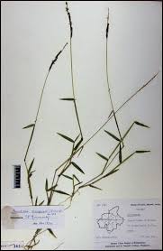 Image result for Moorochloa eruciformis
