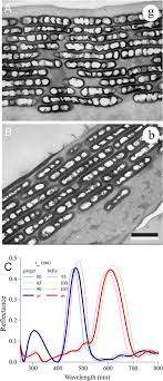 İstanbul ankara i̇zmir adana adıyaman afyon ağrı amasya antalya artvin aydın balıkesir bilecik bingöl bitlis bolu burdur bursa çanakkale çankırı çorum denizli diyarbakır edirne elazığ erzincan erzurum. Sexual Dichromatism Of The Blue Throated Starfrontlet Coeligena Helianthea Hummingbird Plumage Springerlink
