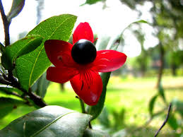 Image result for Ochna kirkii