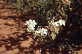Image result for Jatropha scaposa