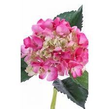 Maybe you would like to learn more about one of these? Artificial Hydrangea Nicky Pink Green 50cm O15cm Fake Flowers Buy At Artplants Online Shop