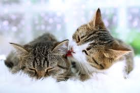 We did not find results for: Animal Hospital Highway 6 Sugar Land Vets