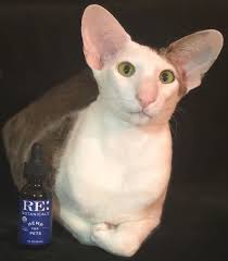 First oriental longhair kittens were produced by an oriental shorthair mother and balinese father, gaining color from the prior and hair length from head: Oriental Shorthair Cat Oriental Shorthair Cats Oriental Shorthair Oriental Shorthair Kittens
