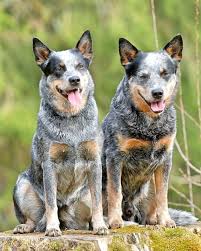 Check spelling or type a new query. Australian Cattle Dog Vs Blue Heeler What S The Difference Cattle Dog World