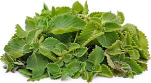 Here, learn about the possible health benefits and how to add basil to the diet. Cuban Oregano Information And Facts
