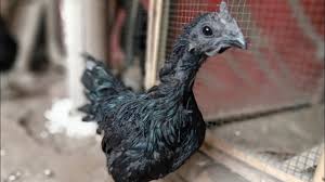 Kirim Induk Betina Ayam Cemani Ke Bandung 082135523532 Betina