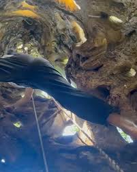 la bouse à dom bi modutara (@aneferarrieta ri kredituak lehenengoagatik)