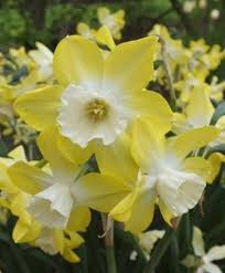 Narcissus Pipit Jonquilla Narcissi Narcissi Fall 2015 Flower Bulbs Cicekli Desenler Cicek
