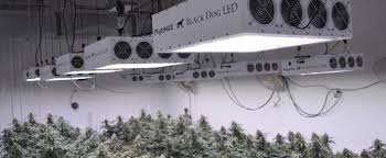 Cob (chip on board) leds consist of many led diodes combined as one on a single chip board. Best Led Grow Lights 2021 Estagecraft