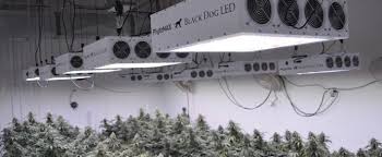 Sep 05, 2018 · an led vs cfl bulb might look similar to your eye, but will grow your plants drastically differently. Best Led Grow Lights 2021 Estagecraft